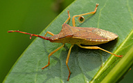Predatory Bug (Arma custos)